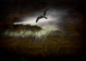 Seagull in Dark Landscape